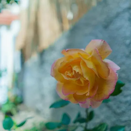 Old Town Wooden-garden House דירה *