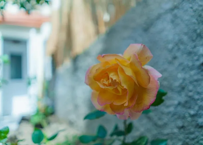 Old Town Wooden-garden House 公寓 *